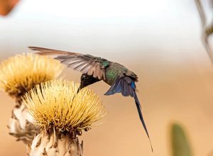 viva-maria-ecoa-as-vozes-femininas-do-cerrado